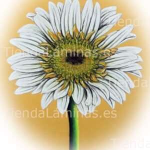 LÁMINA:F4-1425  30X40