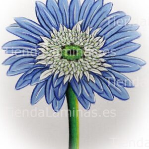 LÁMINA:F4-1427.1  24X30