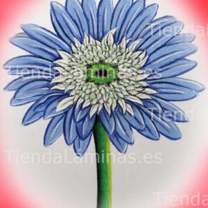 LÁMINA:F4-1429.1  24X30