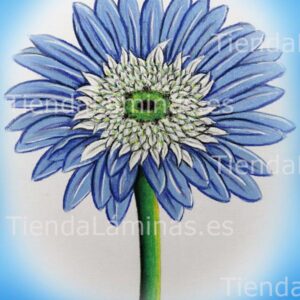 LÁMINA:F4-1431.1  24X30