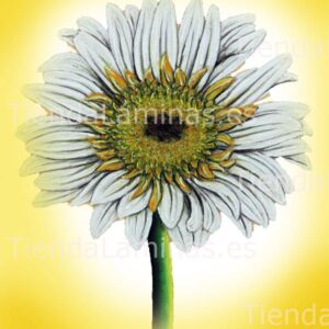 LÁMINA:F4-1432  30X40