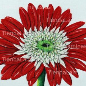 LÁMINA:F4-1435  60X60