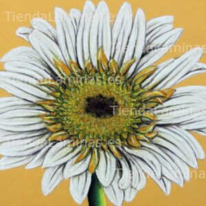 LÁMINA:F4-1436  60X60