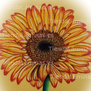 LÁMINA:F4-1437  60X60