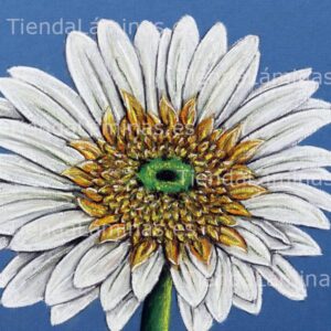 LÁMINA:F4-1439  60X60