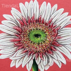 LÁMINA:F4-1442  60X60