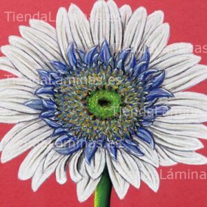 LÁMINA:F4-1443  60X60