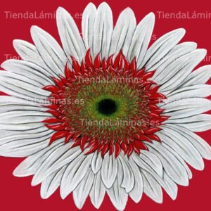 LÁMINA:F4-1446  60X60