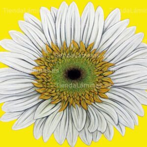 LÁMINA:F4-1451  60X60