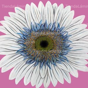 LÁMINA:F4-1452  60X60