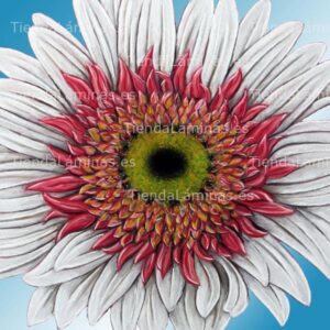 LÁMINA:F4-1455  60X60