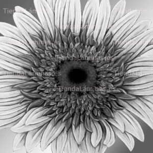 LÁMINA:F4-1464  60X60