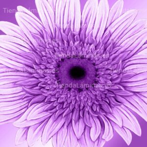 LÁMINA:F4-1465  60X60