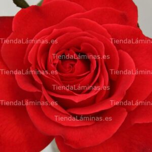 LÁMINA:F4-1474  60X60