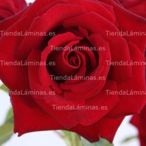 LÁMINA:F4-1477  60X60