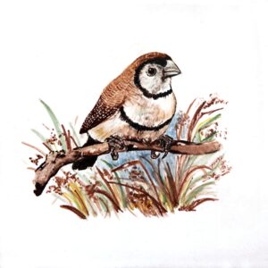 MSV-1253    20X20 CM