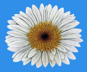 FL4-1311  40X48 CM