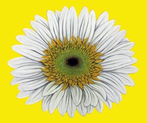 FL4-1317 40X48 CM
