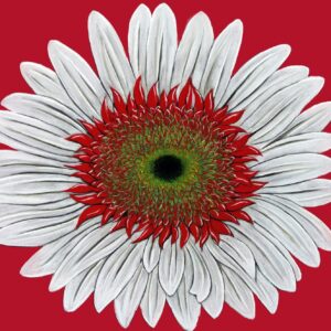 FL4-1446 30X30-45X45 CM