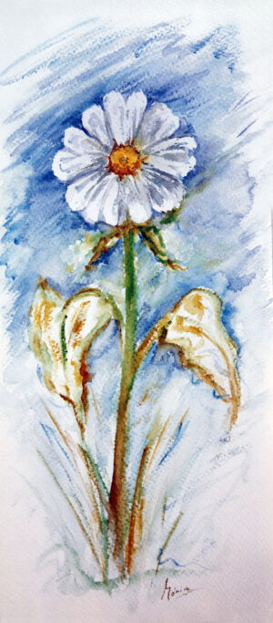 FL1-051 22X49 CM