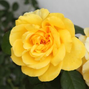 MCV-548 20X20-40X40 CM