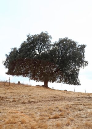 PA-598 30X50 CM