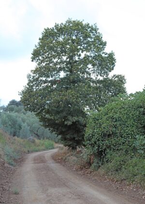 PA-599 30X50 CM