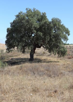 PA-600 30X50 CM