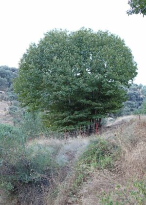 PA-601 30X50 CM