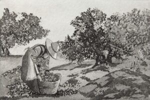 CL-617 24X34 CM
