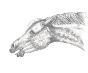 TA-003 35X50 CM