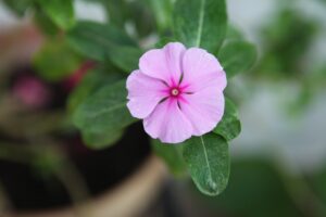 FL1-074 30X45 CM
