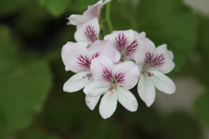 FL1-075 30X45 CM