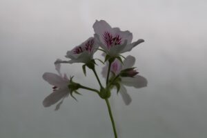 FL1-082 30X45 CM